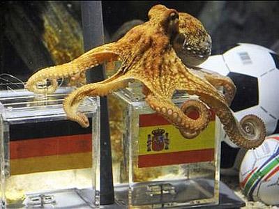 PULPO PAUL PULPO PAUL
